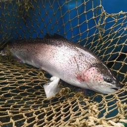 Аватар канала «РЫБНОЕ ЦАРСТВО»