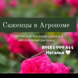 Аватар канала «Саженцы в Агрономе "У Натальи" розы , плодовые и декоративные растения»