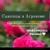 Аватар канала «Саженцы в Агрономе "У Натальи" розы , плодовые и декоративные растения»
