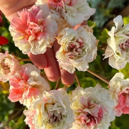 Аватар канала «Пеларгонии Света Гордеева»