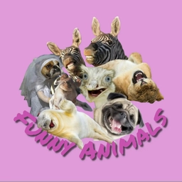 Аватар канала «Funny Animals -животные, смешные животные, смешные видео, юмор, приколы, собаки, кошки, обезьяны.»
