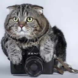 Аватар группы «Кото 😺 графия»