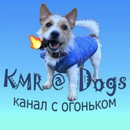 Аватар канала «KMR@Dogs-животные, смешные животные, смешные видео, юмор, птицы, собаки, кошки, обезьяны.»