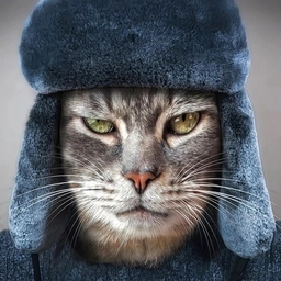 Аватар канала «Кошкин Сибиряк»