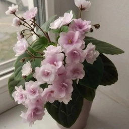 Аватар канала «Питомник фиалок "Хромыхи"»