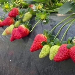 Аватар группы «Земляника - Клубника. Иркутская область.»