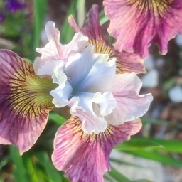 Аватар группы «Иридарий. Каталог многолетников. Профсемена.Иркутск - Иркутская область.»