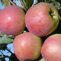 Аватар канала «САДОВОДЫ МАРИЙ ЭЛ»