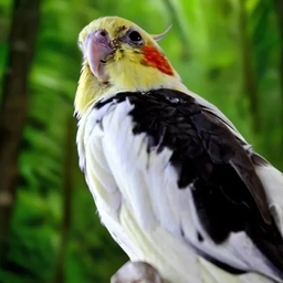 Аватар канала «ЗАВОДЧИК ПОПУГАЕВ КОРЕЛЛА»