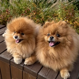 Аватар канала «Shpic42»