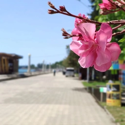 Аватар канала «Abkhazia Open»