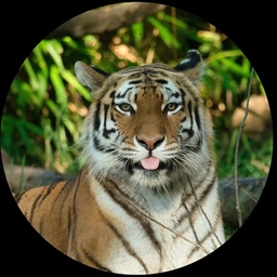 Аватар канала «Этот удивительный мир»