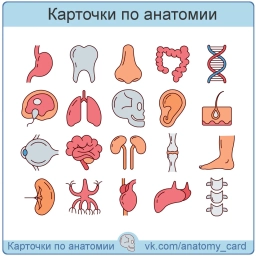 Аватар канала «Карточки по анатомии»