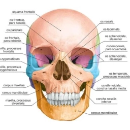 Аватар канала «Анатомия»