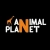 Аватар канала «Animal Planet»