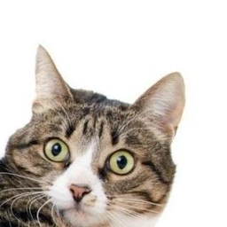 Аватар канала «Животные Приколисты»