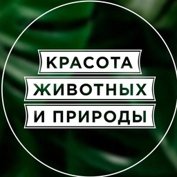 Аватар канала «Красота животных и природы»