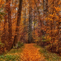 Аватар канала «Релакс музыка. Спокойная, Успокаивающая, Расслабляющая для Сна Души Снятия Стресса, Медитации, Релаксации, Успокоения нервной системы. Инструментальная красивая мелодия без слов. Красивые мелодии»