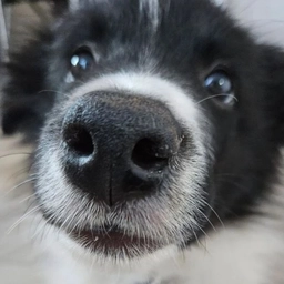 Аватар канала «Пёсель Ларри || бордер колли собака»