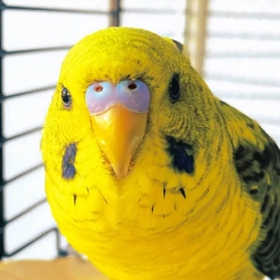 Аватар канала «Попугаи. Содержание и уход.»