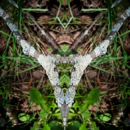 Аватар канала «Мы хвойные! С нами мох!»