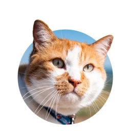 Аватар канала «Кот Мостик»