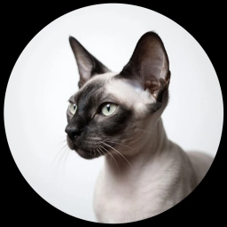 Аватар канала «Породистые кошки даром»