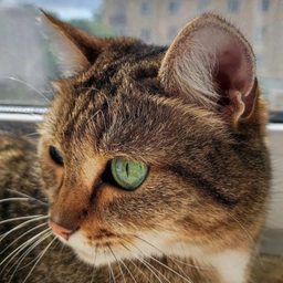 Аватар канала «Ни дня без КОШКИ»