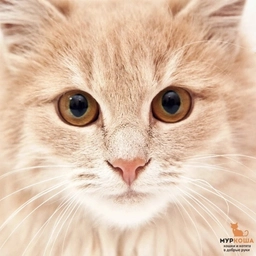 Аватар канала «Приют «Муркоша»»