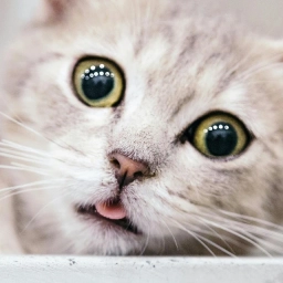 Аватар канала «Котики»