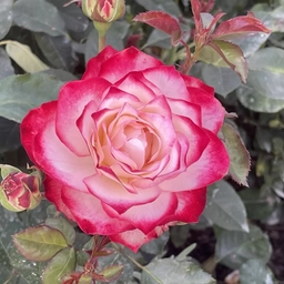 Аватар канала «Моя дачная жизнь. Людмила»