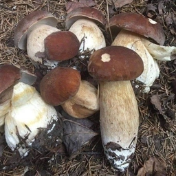 Аватар канала «Грибы и рыбалка в Подмосковье»