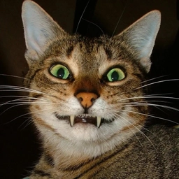 Аватар канала «Вот это прикол!»