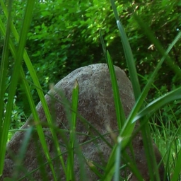 Аватар канала «Камень в лесу»