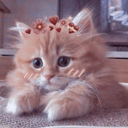 Аватар канала «милые котики животные»