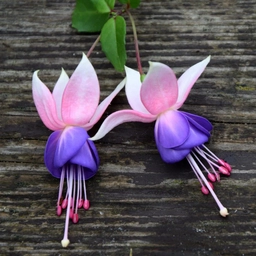 Аватар канала «Фуксарий»