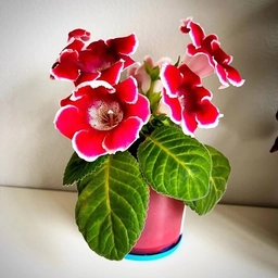 Аватар канала «Комнатные цветы и растения🪴»