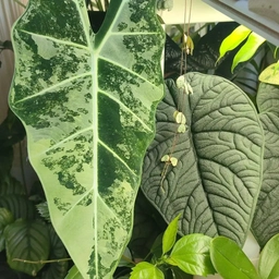 Аватар группы «ПРО Комнатные цветы в ЕКБ»