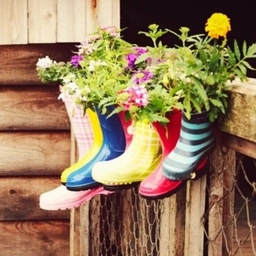 Аватар канала «Дачные советы. Сад и огород»