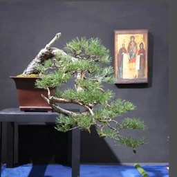 Аватар канала «Мастерская бонсай и ниваки»