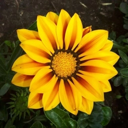 Аватар канала «ДСО_31 (Дача, сад, огород) Старый Оскол»