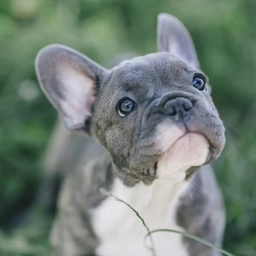 Аватар канала «Французский бульдог. Щенки. Продажа»