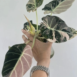 Аватар канала «Алоказии и другие ароидные🪴»