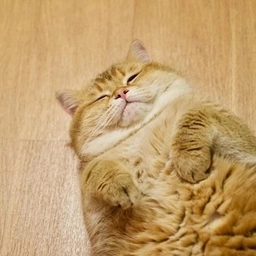 Аватар канала «Кот Хосико»