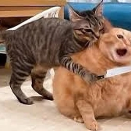 Аватар канала «Веселые видосы»