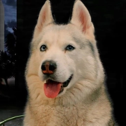 Аватар канала «Хаски Бандит»