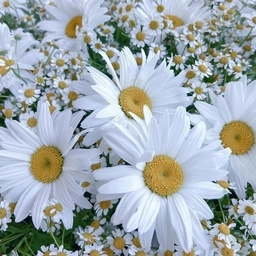 Аватар канала «МДОБУ Медведевский детский сад 4 Ромашка»