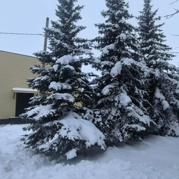 Аватар канала «МБОУ "Лешев-Тамакская ООШ"»