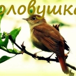 Аватар канала «МБДОУ "ЦРР - д/с №57 "Соловушка" г. Альметьевска"»