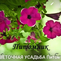 Аватар канала «ЦВЕТОЧНАЯ УСАДЬБА Питомник»